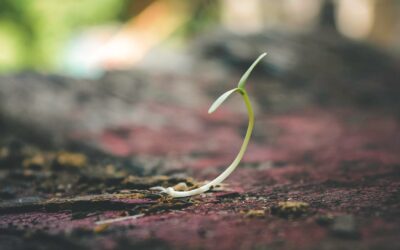 A lesson in optimism