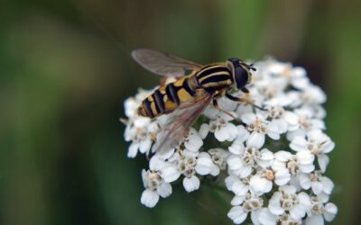 Beneficial insects