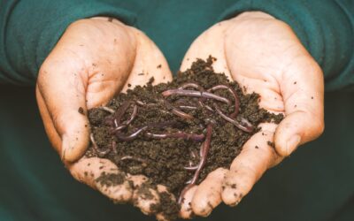‘Waste not, want not’